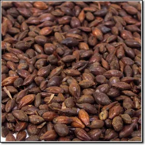 Briess Organic Roasted Barley - 50lb Sack