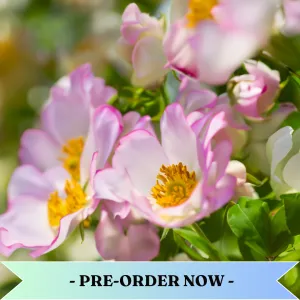 Sensuous Flowers Fragrance Oil Pre Order